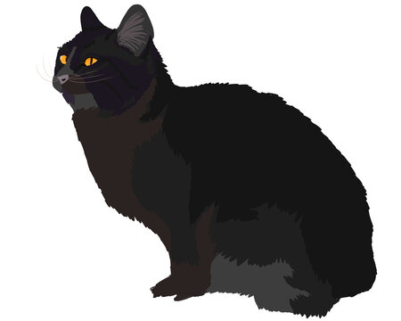 Gato negro de ojos amarillos