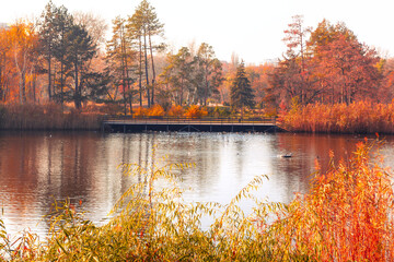 Serene autumn landscape with charming bridge over tranquil pond, framed by vibrant fall foliage. Good nature, travel, or seasonal themes, evoking peace and natural beauty