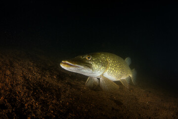 The northern pike is located at the bottom of the lake. A pike during a night dive. A main predator in European waters. 