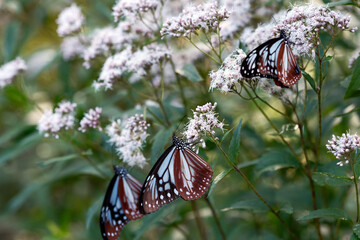 フジバカマの花の蜜を吸うアサギマダラ