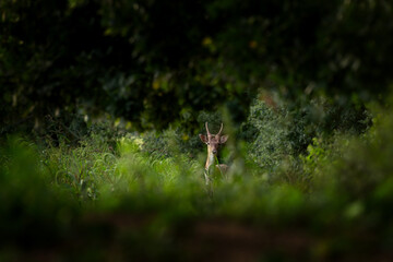 A fallow deer in its native habitat. This is a common fallow deer during its rutting season. A small male of fallow deer in the field. 