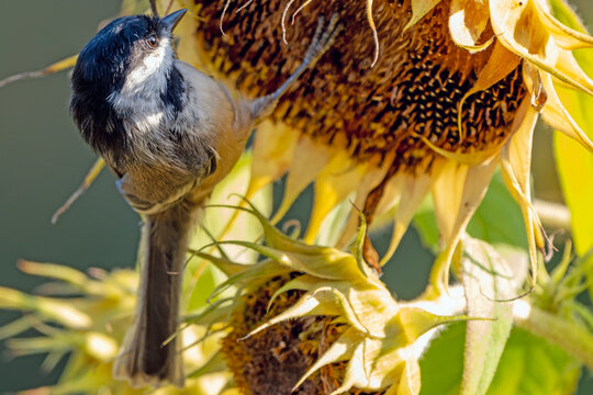 Black-Capped Chickadee focused on sunflower