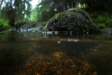 A european crayfish at the bottom of the shallow stream. An astacus astacus in its natural habitat. A rare species of crayfish found in European creeks.