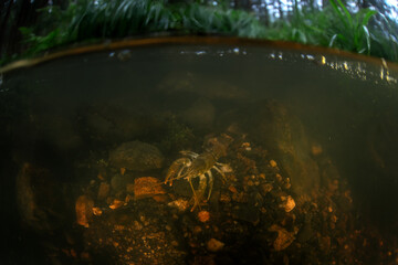 A european crayfish at the bottom of the shallow stream. An astacus astacus in its natural habitat. A rare species of crayfish found in European creeks.