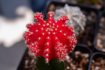 cactaceae, fábrica, pote, flor, naturaleza, verde, suculenta, espina, aislada, botánica, desierta, decoraciones, planta de interior, rosa, florecer, huerta, primavera, flora, tulipa, beldad, rojo