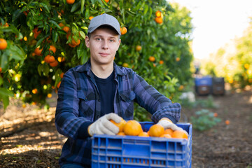 Hardworking farmer guy working ina fruit nursery plucks ripe tangerines, putting fruit in a crate
