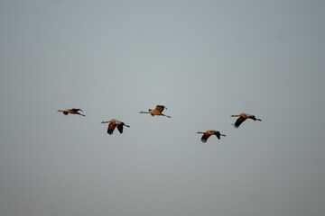 Common cranes are flying in the sky. A cranes in the Polish countryside. The cranes are flying during their annual migration.