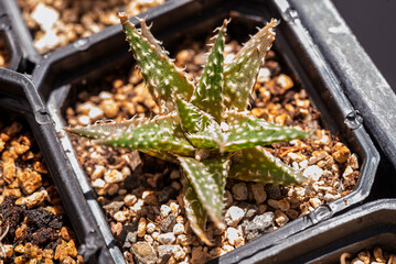 fábrica, naturaleza, hojas, huerta, alimento, aloe, flor, cactaceae, agricultura, ananas, árbol, primavera, tropical, flora, fruta, arbusto, campa, acrecentar, césped, agave