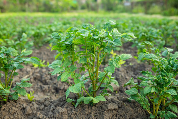 organic farm. green young potato plant in row in field. side view