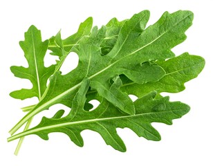 Fresh arugula leaves close-up (1)