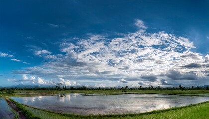 Bright blue sky with altocumulus clouds over a rural rice field in the daytime
