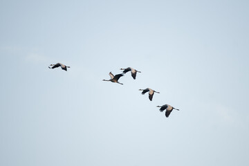 Common cranes are flying in the sky. A cranes in the Polish countryside. The cranes are flying during their annual migration.