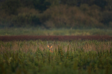 A roe deer in its native habitat. This is a deer during its rutting season.