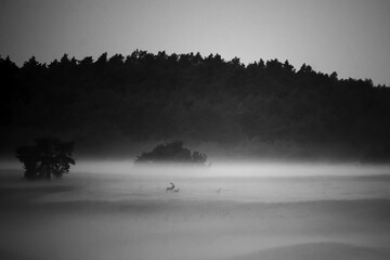 A red deer is in the meadow during rutting season. A deer roars in the grassland. 