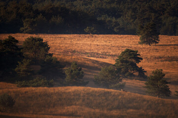 A red deer is in the meadow during rutting season. A deer roars in the grassland. 