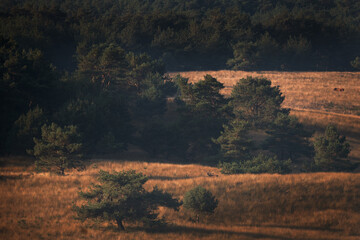 A red deer is in the meadow during rutting season. A deer roars in the grassland. 