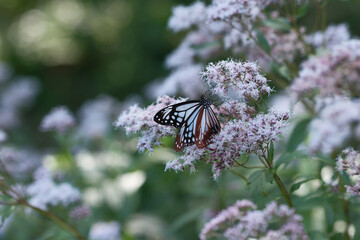 フジバカマの花の蜜を吸うアサギマダラ