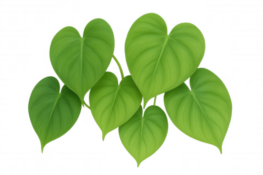 Heart-shaped green philodendron leaves creating a natural vibrant plant pattern on transparent background - Powered by Adobe