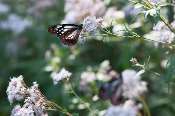 フジバカマの花の蜜を吸うアサギマダラ