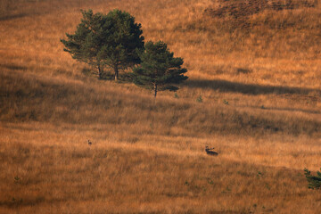 A red deer is in the meadow during rutting season. A deer roars in the grassland. 