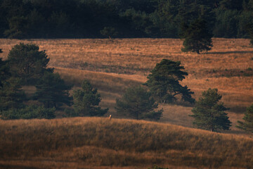 A red deer is in the meadow during rutting season. A deer roars in the grassland. 