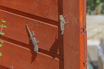 Cohabitation entre un gecko et un criquet.
