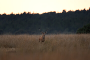 A red deer is in the meadow during rutting season. A deer roars in the grassland. 