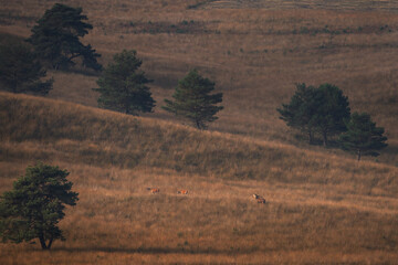 A red deer is in the meadow during rutting season. A deer roars in the grassland. 