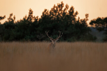 A red deer is in the meadow during rutting season. A deer roars in the grassland. 
