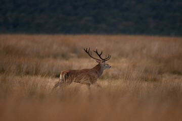 A red deer is in the meadow during rutting season. A deer roars in the grassland. 