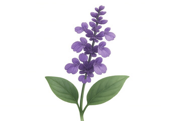 Purple salvia flower stalk with vibrant green leaves against a transparent background, perfect for design elements