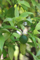 Green lime close up photography