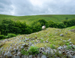 sheep in lush green english national park exmoor