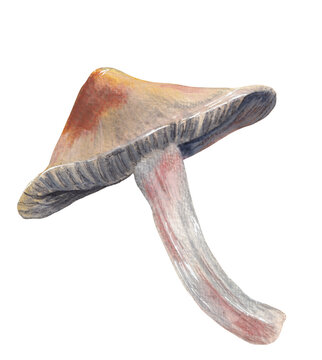 Deadly fibrecap mushroom hand-painted illustration Nature graphic element Png clipart with transparent background