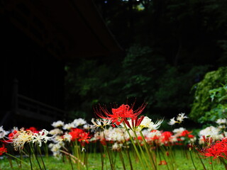 境内の彼岸花