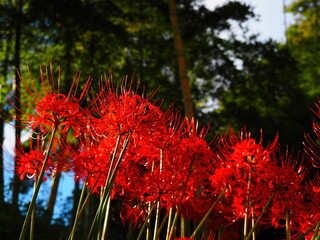 竹林に咲く彼岸花