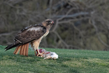 Cooper's Hawk with prey