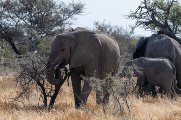 A herd of African Elephants -Loxodonta Africana- grazing on the plains of Etosha National Park, Namibia.
