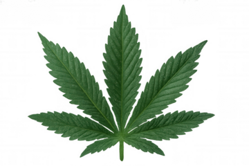 Cannabis leaf with seven serrated lobes, a green marijuana plant element on transparent background