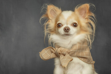 Chihuahua dog in a beige checkered bandana on a black uneven background. Dog in the studio.