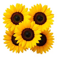 Obraz premium Group of sunflowers