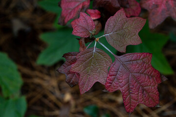 Oak leaf Hydrangea leaves