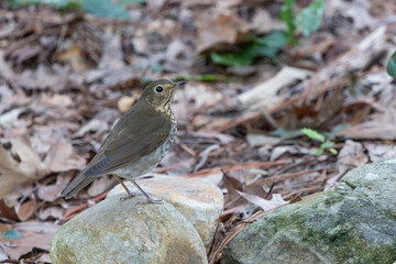 Swainson's Thrush