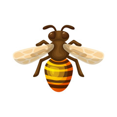 Brown and Yellow Striped Honey Bee Insect with Translucent Wings on White Background