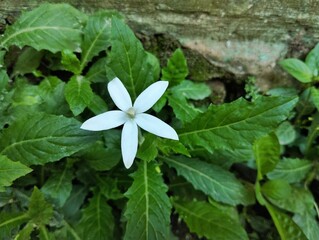 Star of bethlehem flower (Hippobroma longiflora) in garden, Top view 