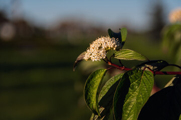 Close-up of white flowers and green leaves of an ornamental Dogwood (Cornus) shrub, backlit by warm evening sunlight. Golden hour in Narva, Estonia.