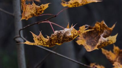Nature detail: a richly colored golden maple leaf in sharp focus, floating among other blurred leaves. Excellent depth of field for an atmospheric autumn scene.