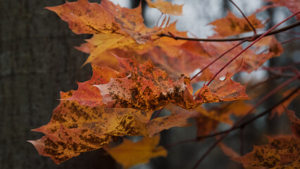 Close-up of a richly textured autumn maple leaf with bright orange and brown spots. Blurred background of similar warm-toned leaves creates a sense of depth.