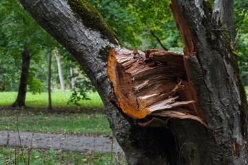 Close-up of a storm-damaged tree showing splintered wood structure and contrasting mossy bark. Moody natural detail in a peaceful city park scene.