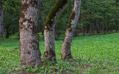 Three contrasting tree trunks with rough bark texture and green moss stand in sharp focus against a vibrant, blurred park lawn and dense forest.